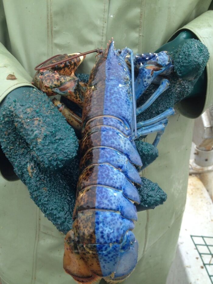Half Male, Half Female Lobster? Fishy Mystery From Newfoundland