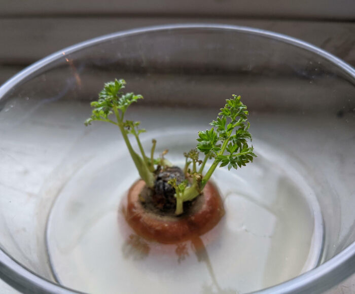 Put A Carrot Stub In Water and It Accidentally Creates A Tiny Island