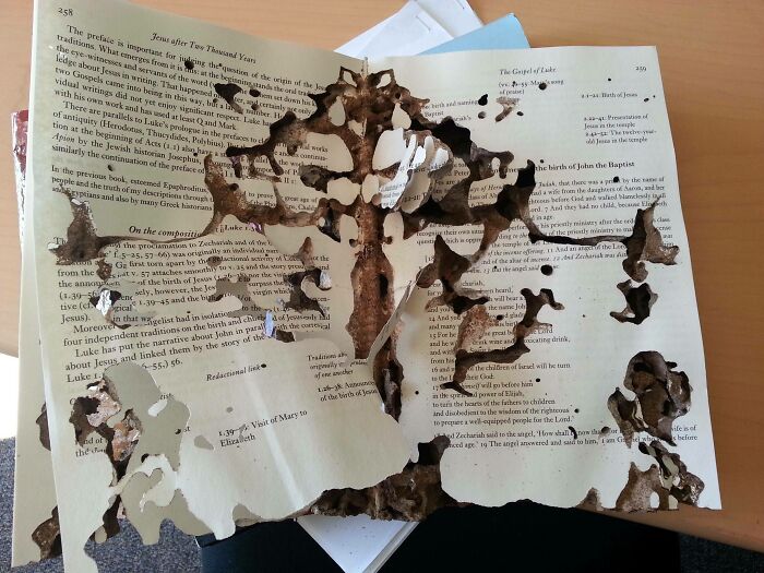 Termites Ate Old Books and Made Tiny Insect Rorschach Tests