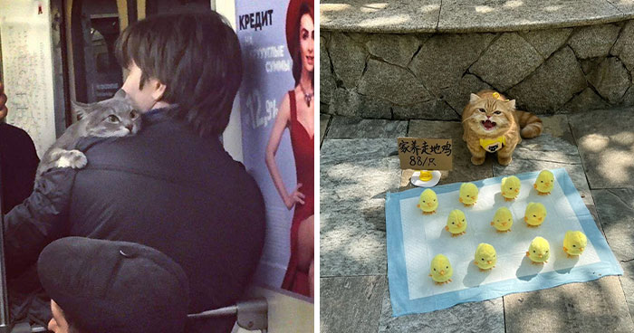 Wait, They Actually Ranked Cats Just Doing Weird Stuff?!