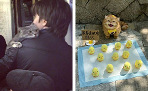 Wait, They Actually Ranked Cats Just Doing Weird Stuff?!