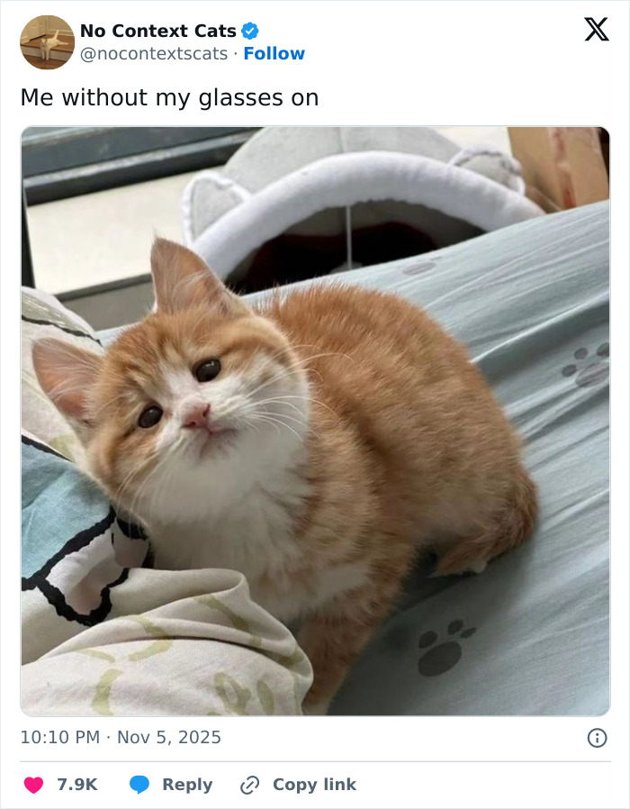 Wait, They Actually Ranked Cats Just Doing Weird Stuff?!