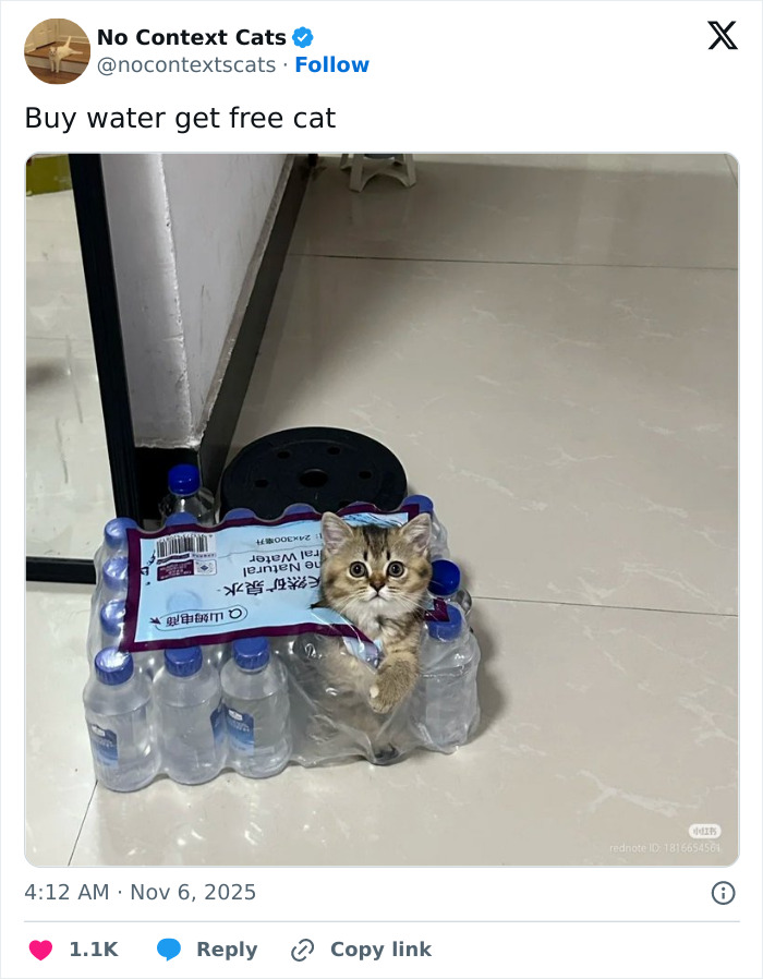 Wait, They Actually Ranked Cats Just Doing Weird Stuff?!