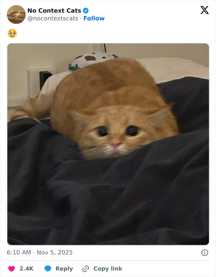 Wait, They Actually Ranked Cats Just Doing Weird Stuff?!