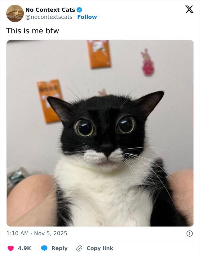 Wait, They Actually Ranked Cats Just Doing Weird Stuff?!