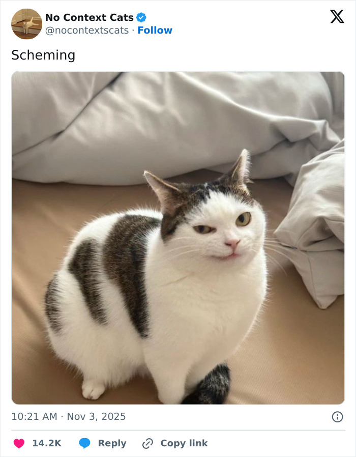 Wait, They Actually Ranked Cats Just Doing Weird Stuff?!