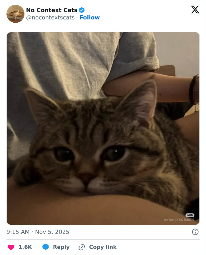 Wait, They Actually Ranked Cats Just Doing Weird Stuff?!