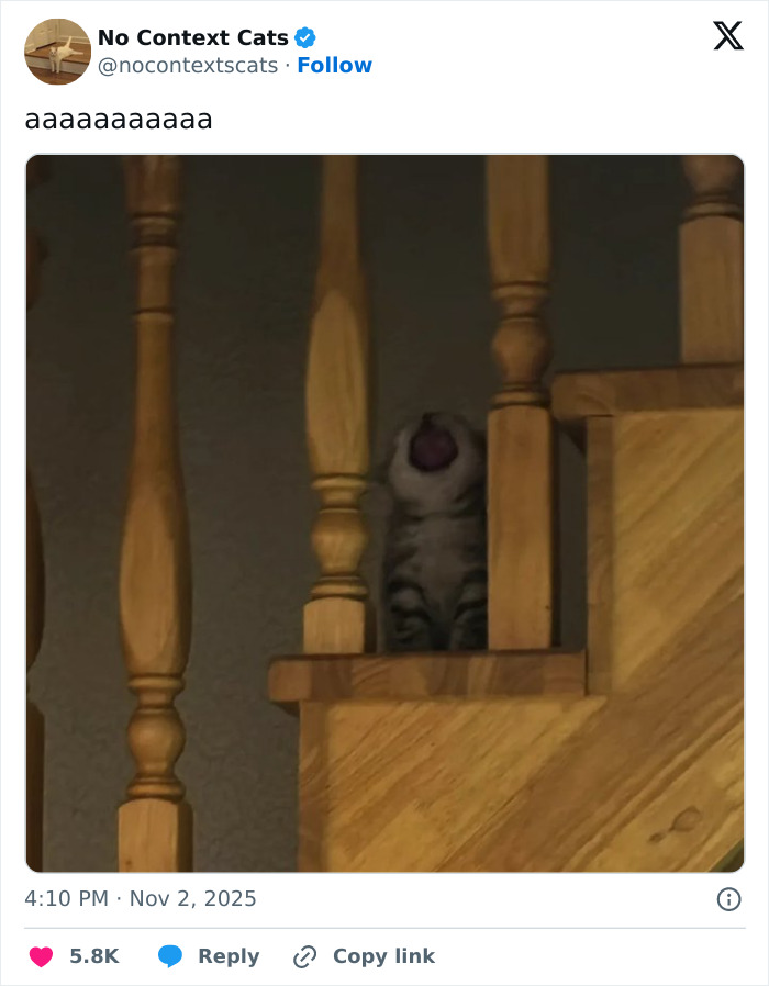 Wait, They Actually Ranked Cats Just Doing Weird Stuff?!