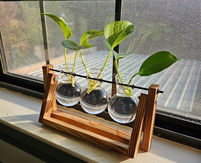 Give Your Plant a Fancy Science Apartment With This Plant Terrarium on a Wooden Stand