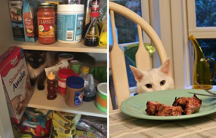 Let’s See The Funniest Cat Pics Ever!