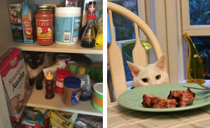 Let's See The Funniest Cat Pics Ever!