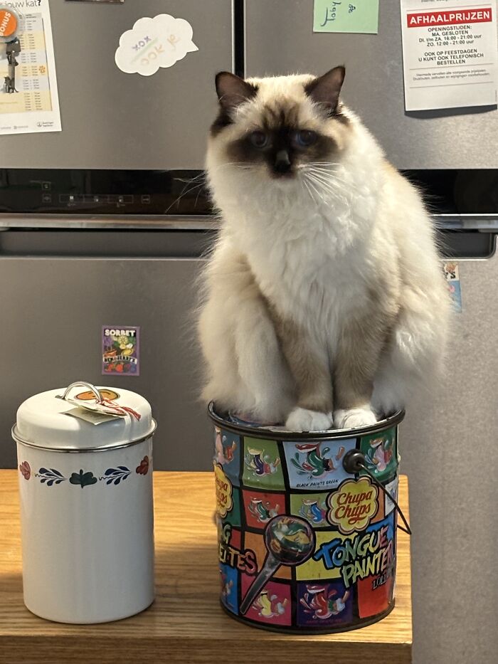 The Dog Will Not Be Fed First!