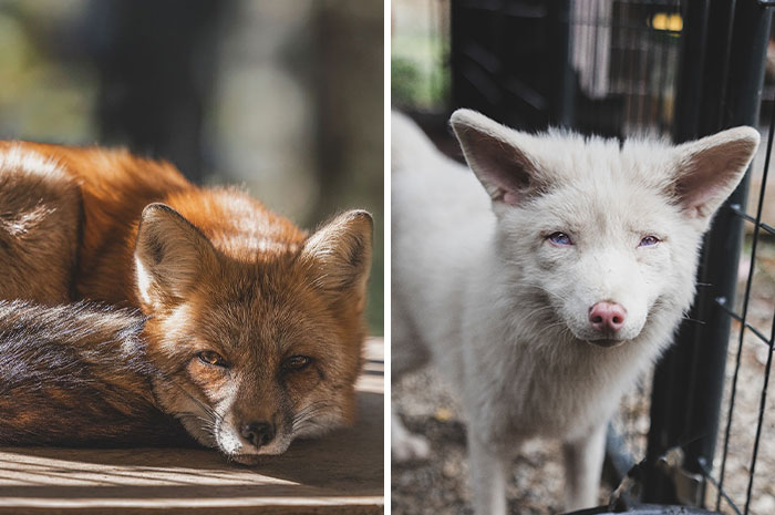 These Fox Photos Will Totally Steal Your Heart (And Maybe Your Calendar)
