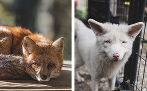 These Fox Photos Will Totally Steal Your Heart (And Maybe Your Calendar)