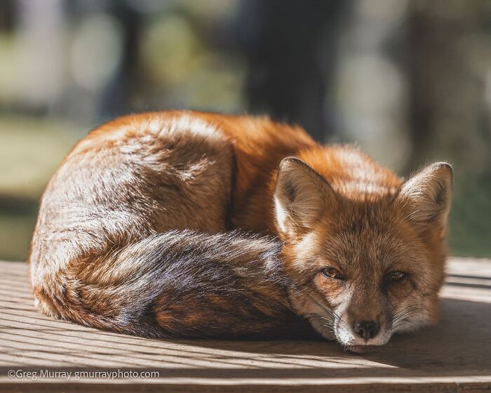 These Fox Photos Will Totally Steal Your Heart (And Maybe Your Calendar)