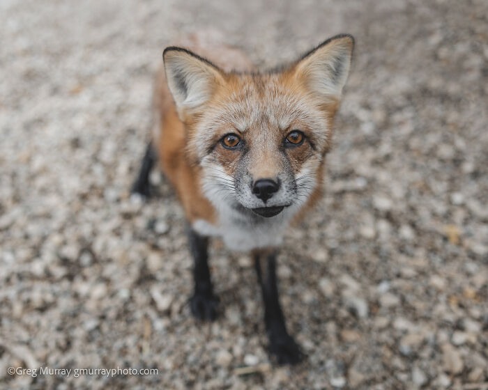 These Fox Photos Will Totally Steal Your Heart (And Maybe Your Calendar)