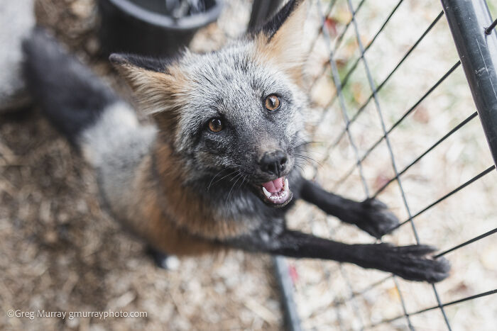 These Fox Photos Will Totally Steal Your Heart (And Maybe Your Calendar)
