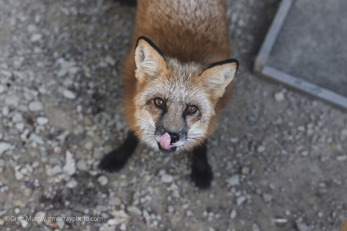 These Fox Photos Will Totally Steal Your Heart (And Maybe Your Calendar)