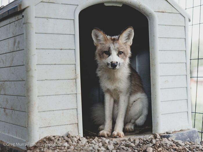 These Fox Photos Will Totally Steal Your Heart (And Maybe Your Calendar)