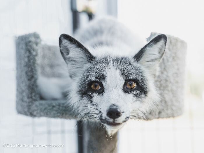 These Fox Photos Will Totally Steal Your Heart (And Maybe Your Calendar)