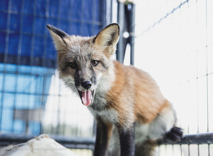 These Fox Photos Will Totally Steal Your Heart (And Maybe Your Calendar)