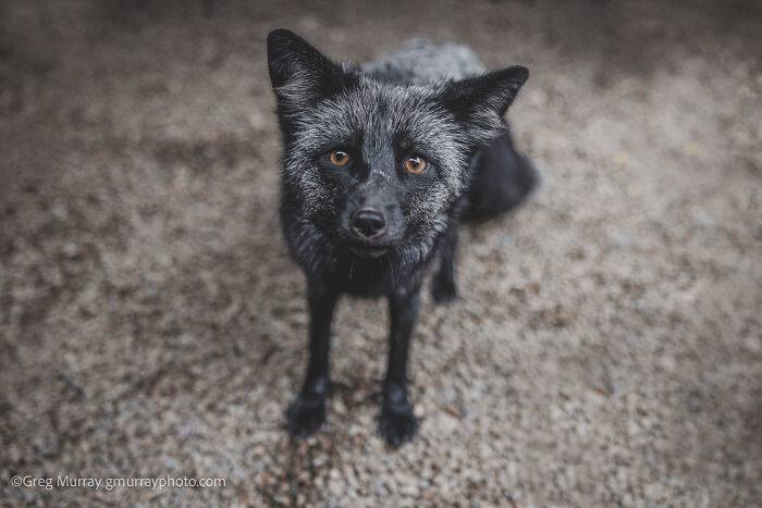 These Fox Photos Will Totally Steal Your Heart (And Maybe Your Calendar)