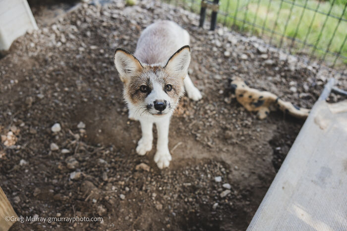 These Fox Photos Will Totally Steal Your Heart (And Maybe Your Calendar)