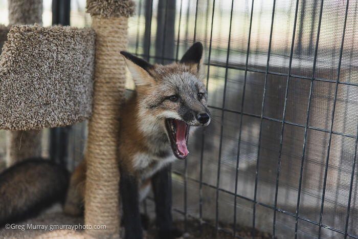 These Fox Photos Will Totally Steal Your Heart (And Maybe Your Calendar)