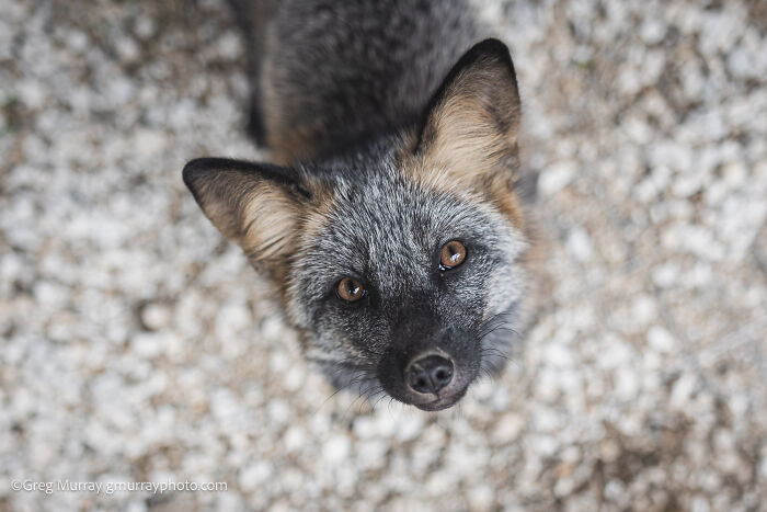 These Fox Photos Will Totally Steal Your Heart (And Maybe Your Calendar)