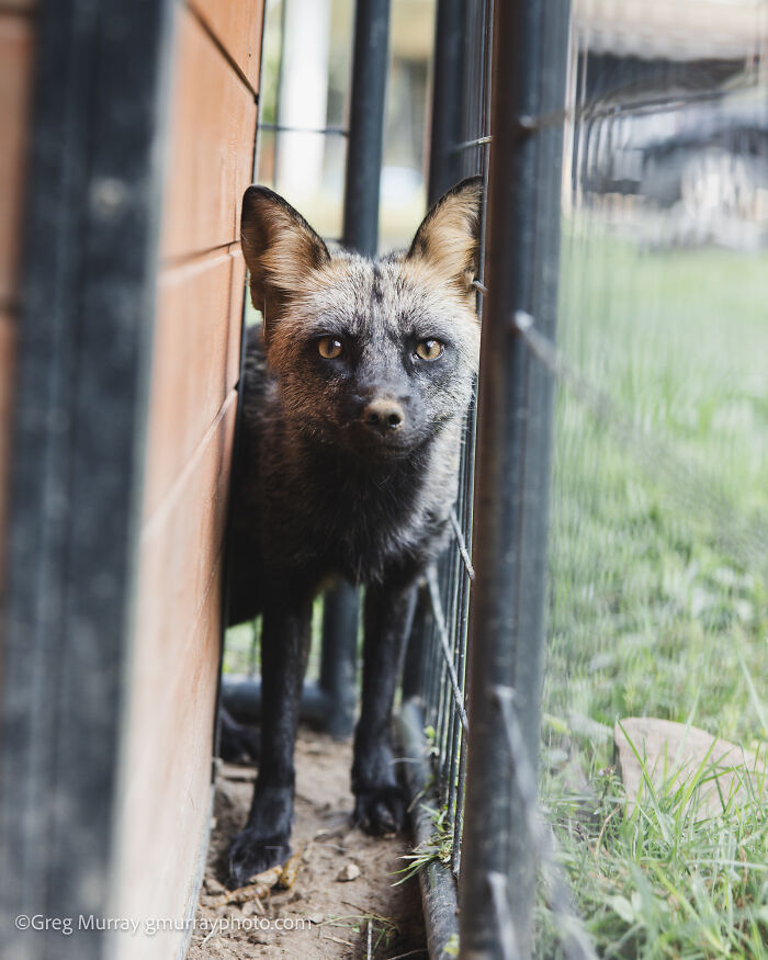 These Fox Photos Will Totally Steal Your Heart (And Maybe Your Calendar)