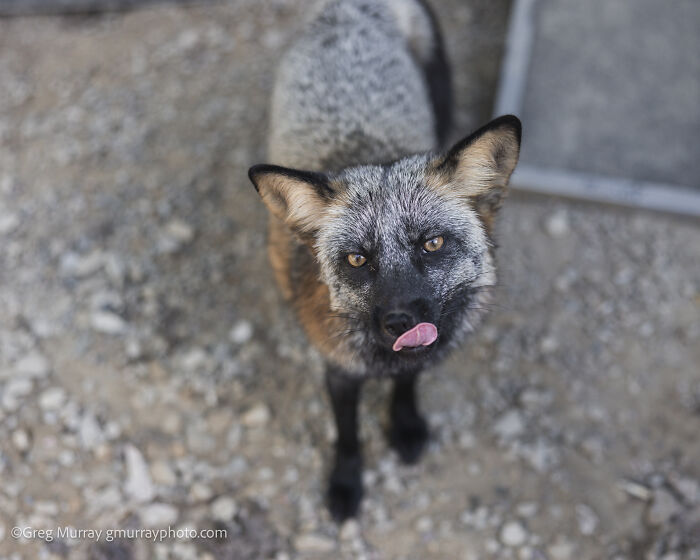 These Fox Photos Will Totally Steal Your Heart (And Maybe Your Calendar)