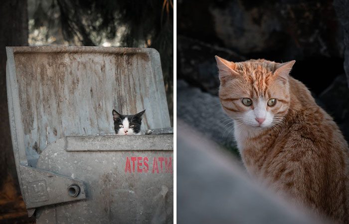 Wait Till You See These Street Cats Being Absolute Legends!