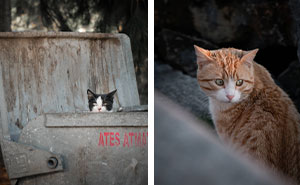 Wait Till You See These Street Cats Being Absolute Legends!