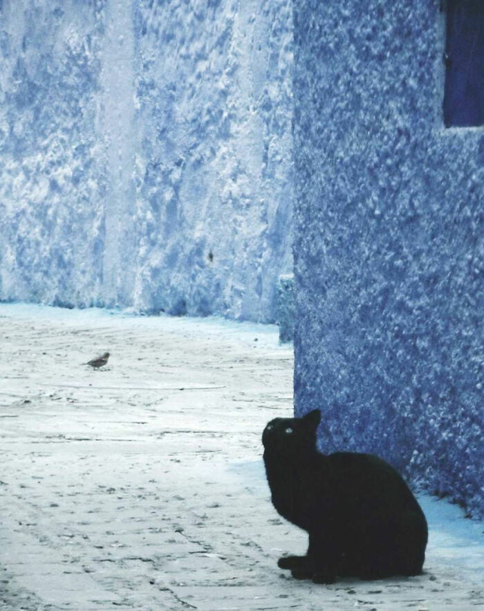 Wait Till You See These Street Cats Being Absolute Legends!