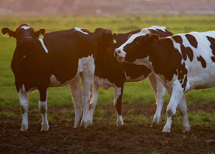 Wait, People Actually Didn’t Know These? 48 Classic ‘Common Knowledge’ Fails