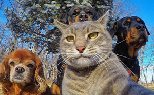 Wait Till You See These Epic Animal Selfies That Totally Nail It