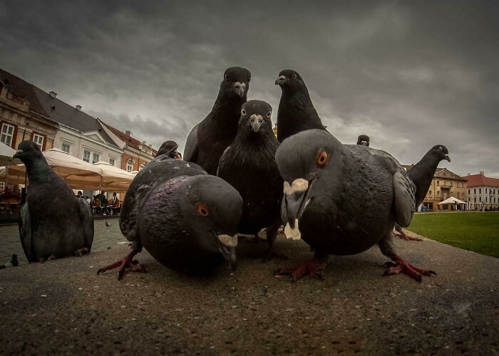 These Animals Look Ready for Their 90s Rap Album Cover