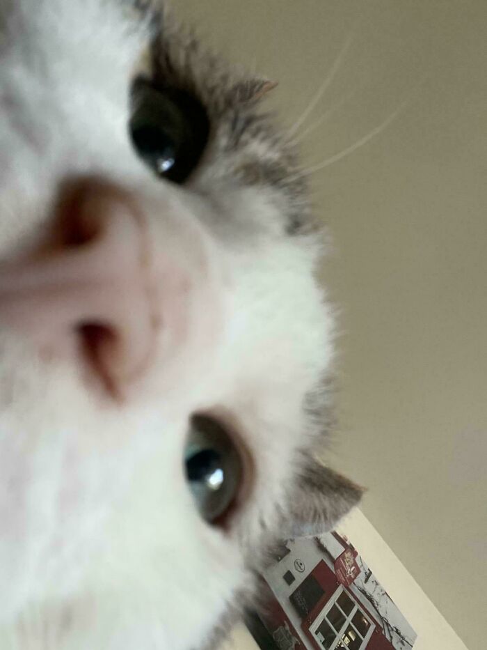 When Your Cat Steals the Phone and Sends You a Selfie (Classic Cat Move)