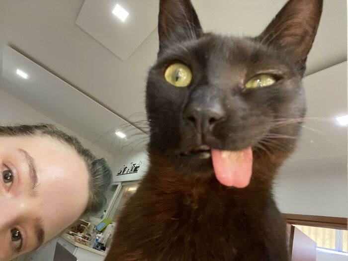 Wait Till You See These Epic Animal Selfies That Totally Nail It