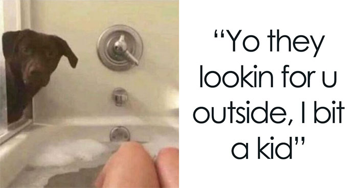 Wait Till You See These 44 Hilarious Dog Memes That Will Totally Brighten Your Day