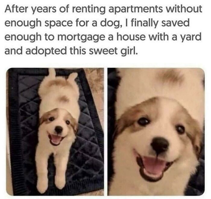 Top Doggo Level: Adorable Overload