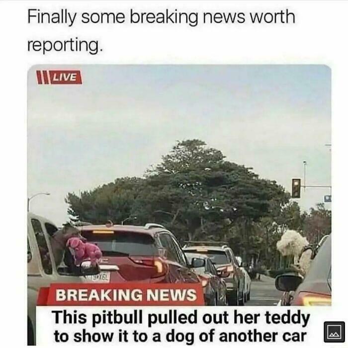 Teddy Bear Negotiations in Progress