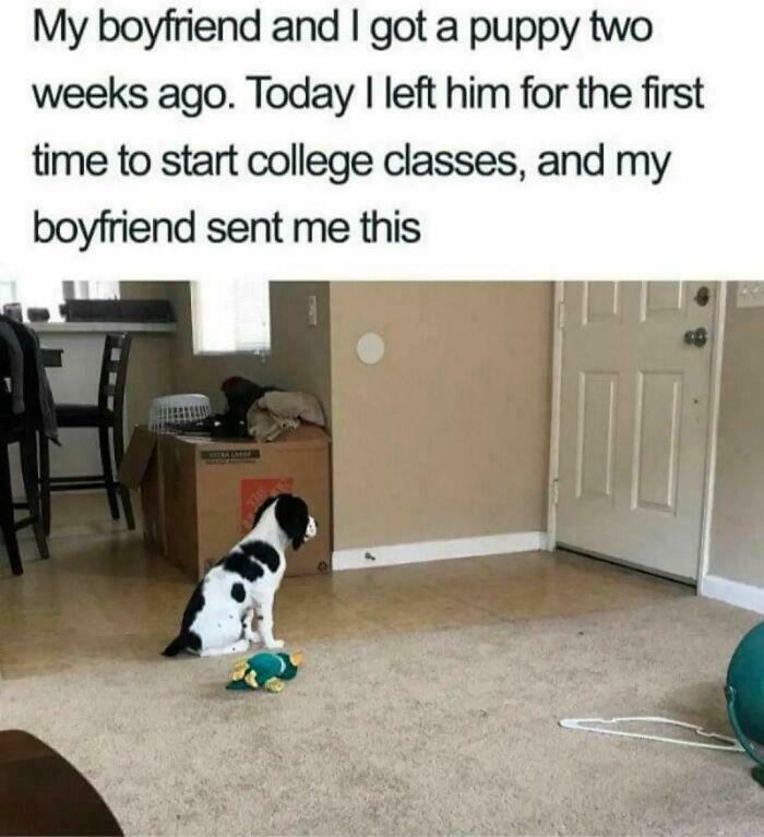 Puppy PANIC Mode Engaged