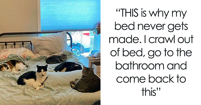 Get Ready To Laugh: 50 Cat Pics That Are Basically The Internet’s Funniest Felines