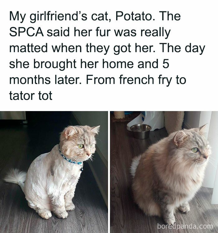 Get Ready To Laugh: 50 Cat Pics That Are Basically The Internet's Funniest Felines