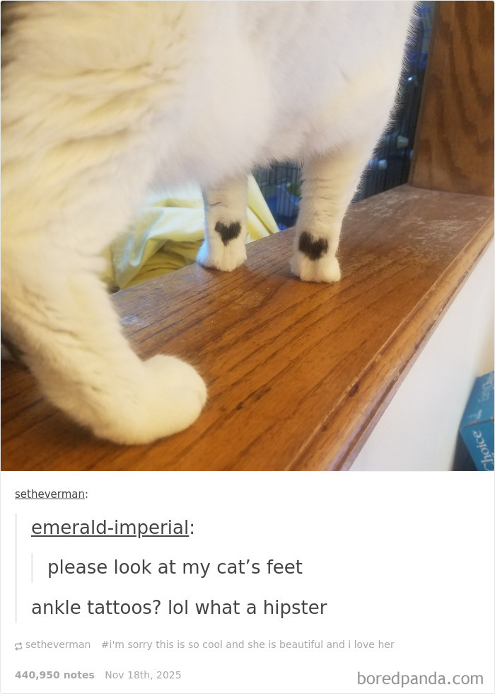 Get Ready To Laugh: 50 Cat Pics That Are Basically The Internet's Funniest Felines