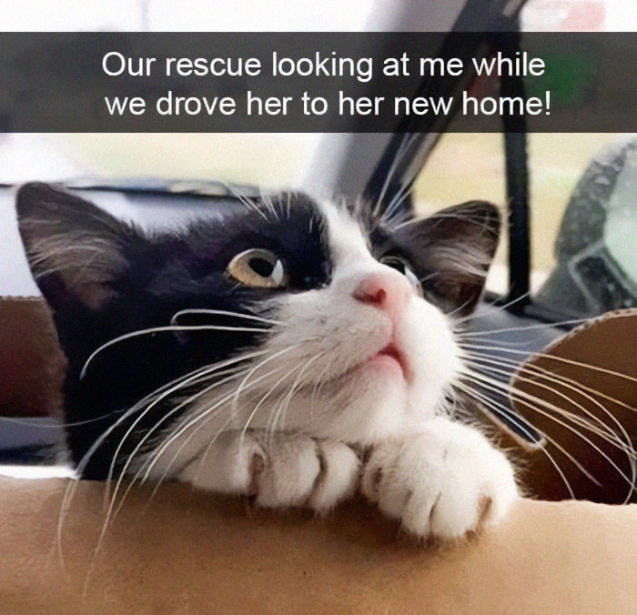 Get Ready To Laugh: 50 Cat Pics That Are Basically The Internet's Funniest Felines