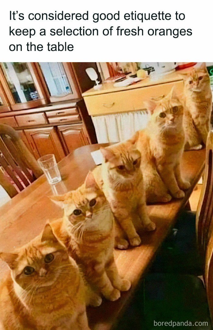 Get Ready To Laugh: 50 Cat Pics That Are Basically The Internet's Funniest Felines