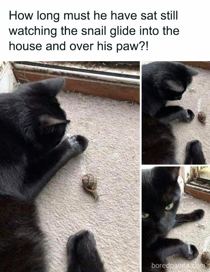 Get Ready To Laugh: 50 Cat Pics That Are Basically The Internet's Funniest Felines