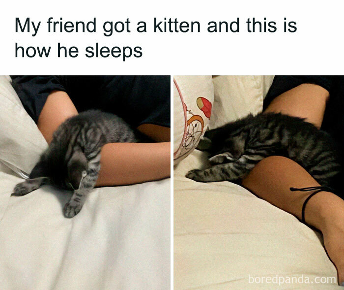 Get Ready To Laugh: 50 Cat Pics That Are Basically The Internet's Funniest Felines